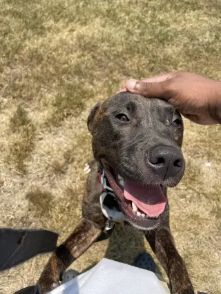PEPPER (COURTESY POST)
