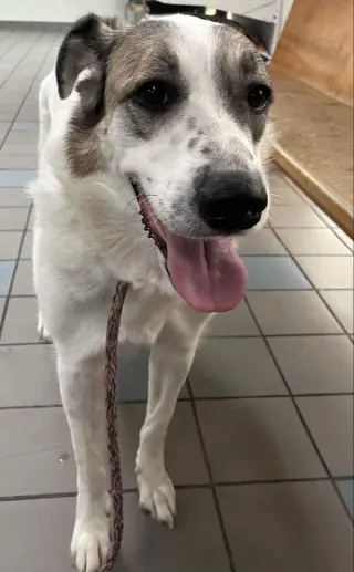 Ms. Lady the Great Pyrenees