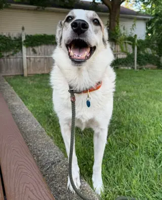 Ms. Lady the Great Pyrenees