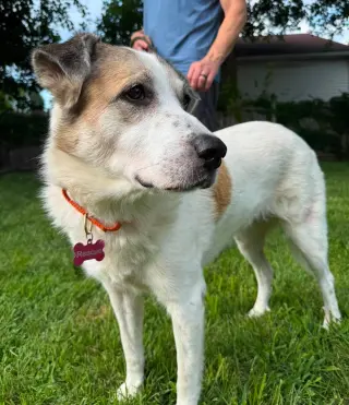 Ms. Lady the Great Pyrenees