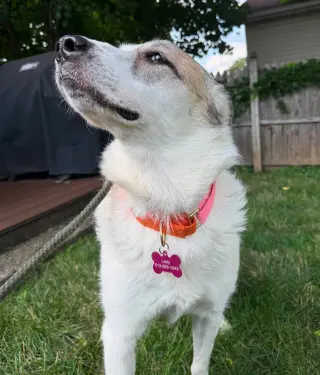 Ms. Lady the Great Pyrenees
