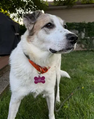 Ms. Lady the Great Pyrenees