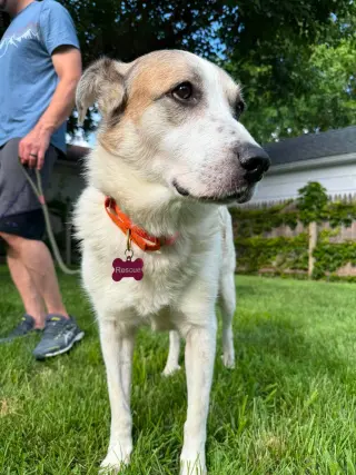 Ms. Lady the Great Pyrenees