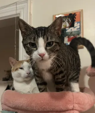 Tony and Ferris