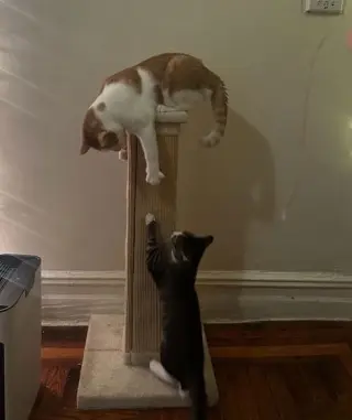 Tony and Ferris