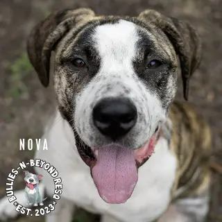 Nova