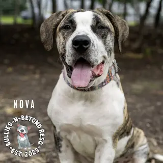 Nova