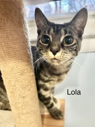 Lola