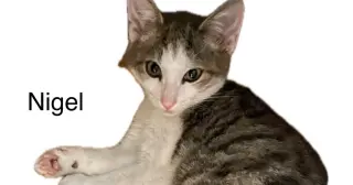 Nigel