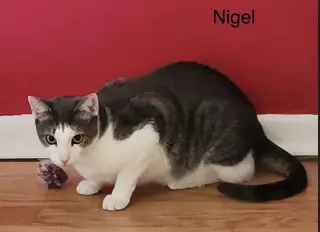 Nigel