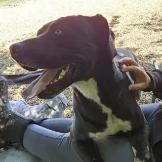 Bruce