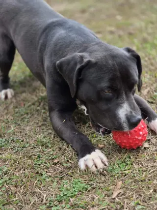 Bruce