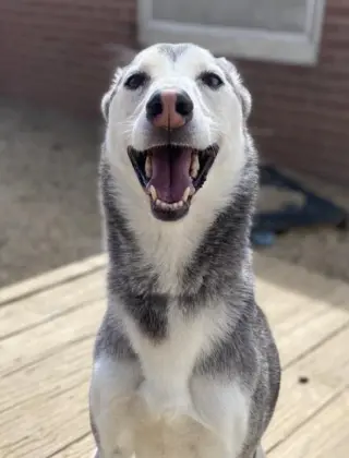 Nova