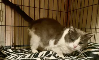 Kit Kat