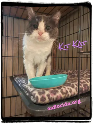 Kit Kat