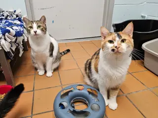 Penny & Marge