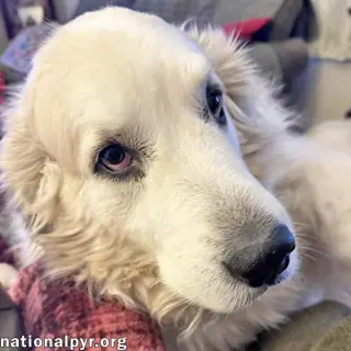 Ruth in OH - Always Asking For More Pets!