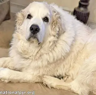 Ruth in OH - Always Asking For More Pets!