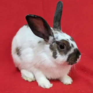 Bonnie