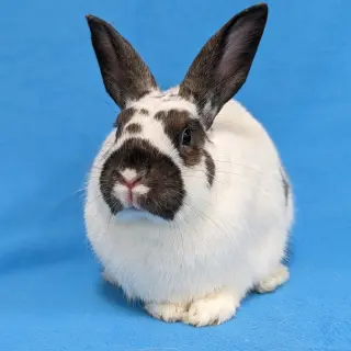 Bonnie
