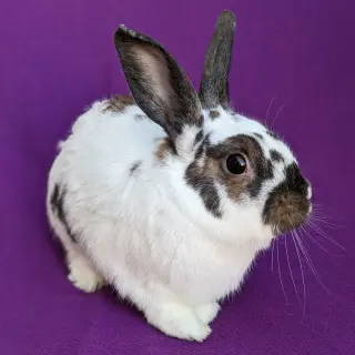 Bonnie