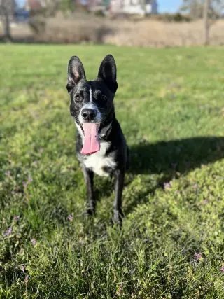 MACK (COURTESY POST)