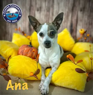 Ana