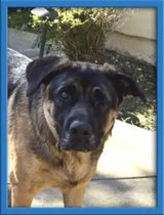 Bandit