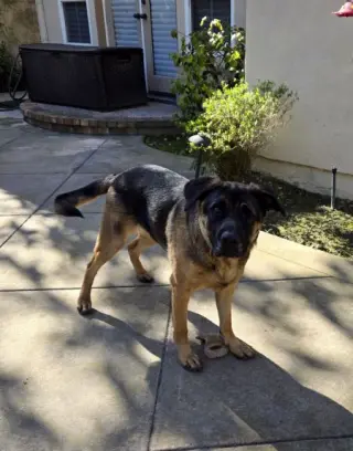 Bandit
