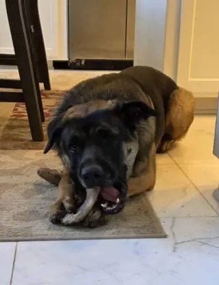 Bandit