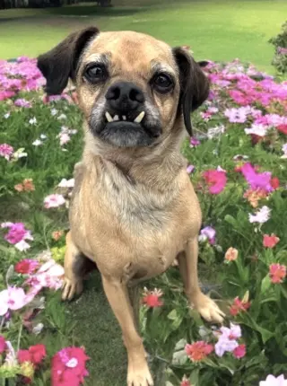 Finn