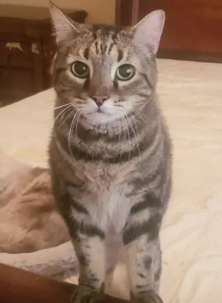 Papi