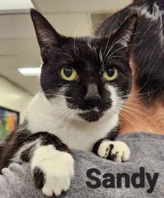 Sandy