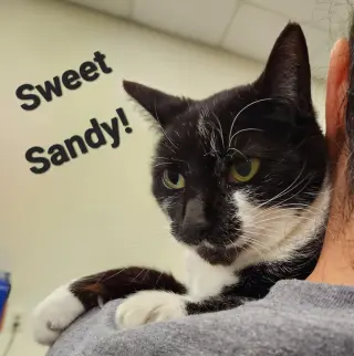 Sandy