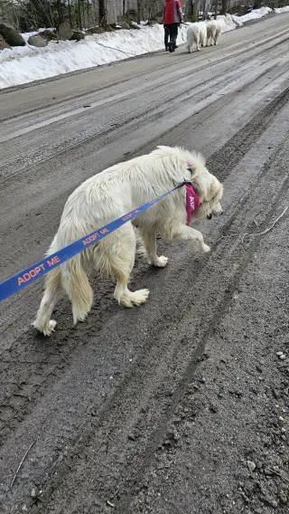 Sadie in NH(sponsored!)