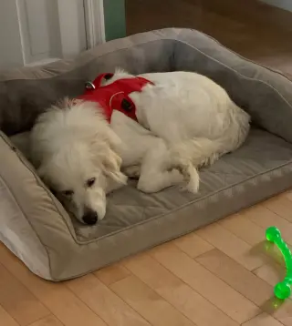 Sadie in NH(sponsored!)
