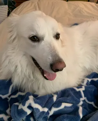 Sadie in NH(sponsored!)