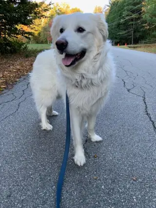 Sadie in NH(sponsored!)