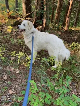 Sadie in NH(sponsored!)