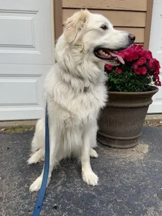 Sadie in NH(sponsored!)
