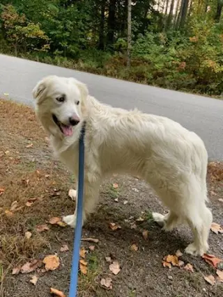 Sadie in NH(sponsored!)