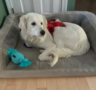 Sadie in NH(sponsored!)