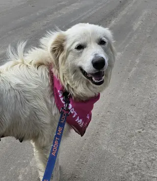 Sadie in NH(sponsored!)