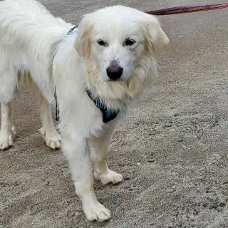 Sadie in NH(sponsored!)