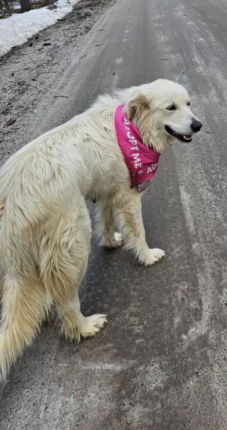 Sadie in NH(sponsored!)