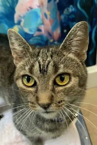 Marbles (sweet girl)