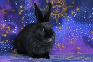 Delphynae Zen & Carina Antonia (bonded pair)