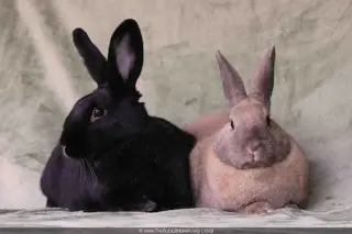 Delphynae Zen & Carina Antonia (bonded pair)