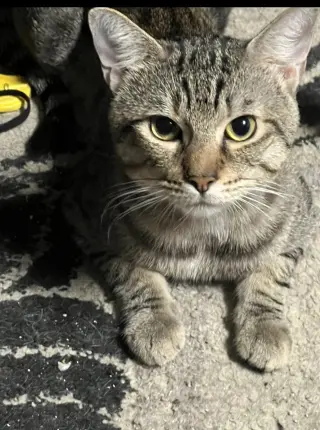 Margot