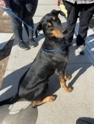 AJ